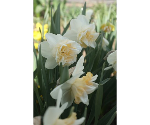 Høstløk edelnarsiss Sweet Desire