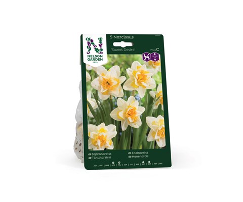 Høstløk edelnarsiss Sweet Desire