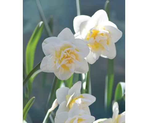 Høstløk edelnarsiss White Lion