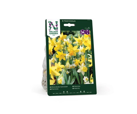 Høstløk narsiss blanding