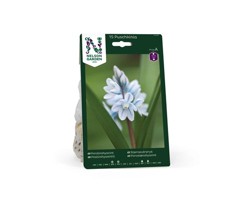 Høstløk stjernevårpryd