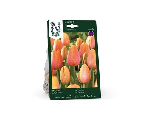 Høstløk tulipan Dordogne