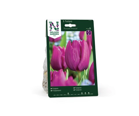 Høstløk tulipan Purple Prince