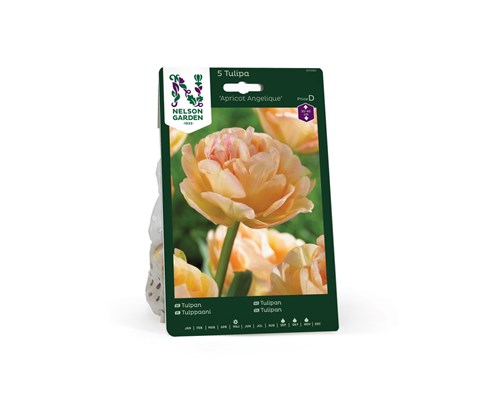 Høstløk tulipan Apricot Angelique