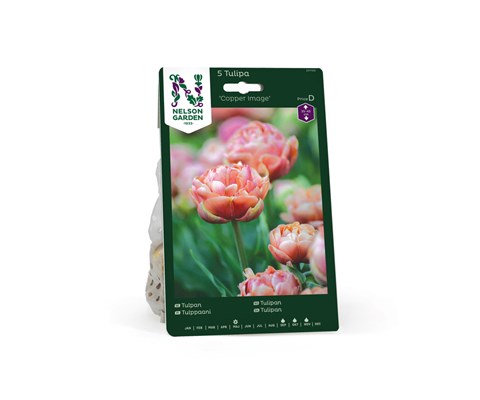 Høstløk tulipan Copper Image