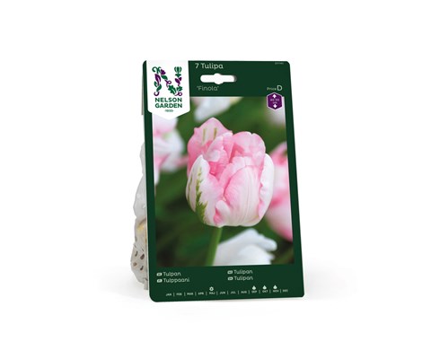 Høstløk tulipan Finola