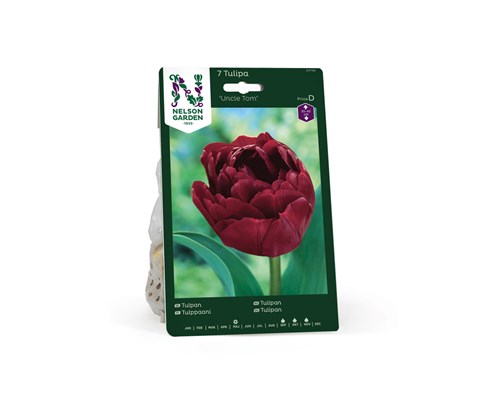 Høstløk tulipan Uncle Tom