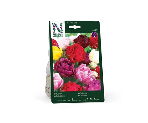 Høstløk tulipan, sen fylt