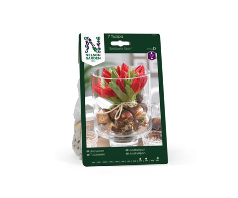Høstløk tulipan Brilliant Star