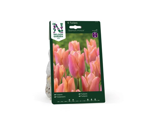 Høstløk tulipan Salmon Prince