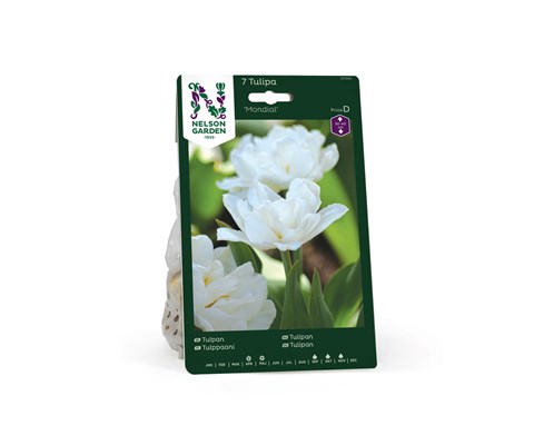 Høstløk tulipan Mondial