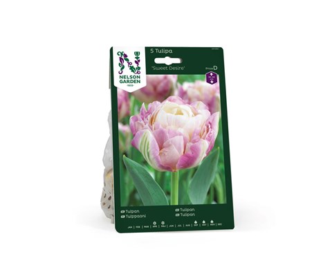 Høstløk tulipan Sweet Desire