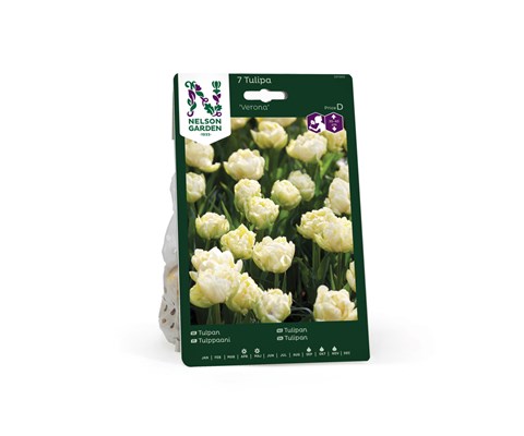 Høstløk tulipan Verona