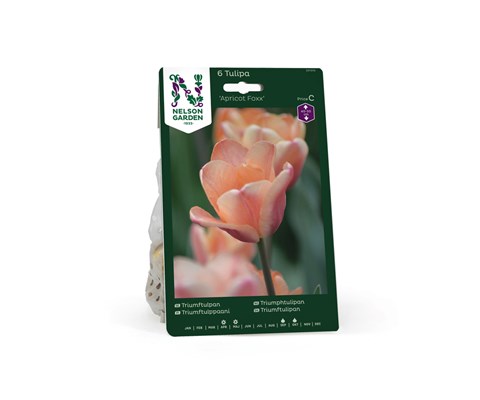 Høstløk tulipan Apricot Foxx