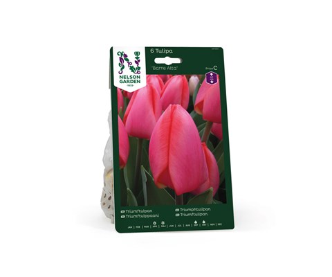 Høstløk tulipan Barre Alta