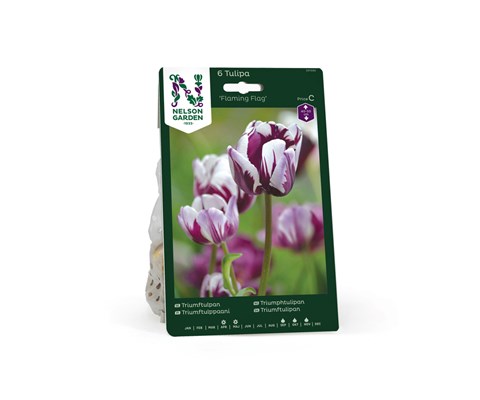 Høstløk tulipan Flaming Flag