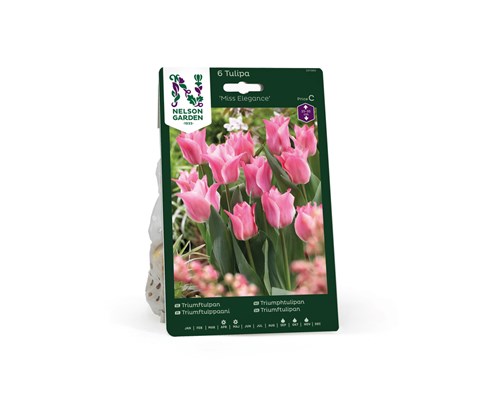 Høstløk tulipan Miss Elegance