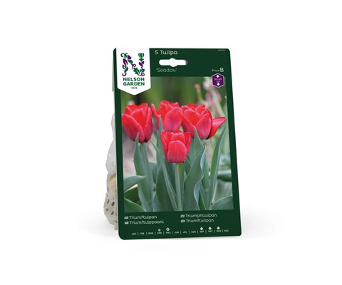 Høstløk tulipan Seadov