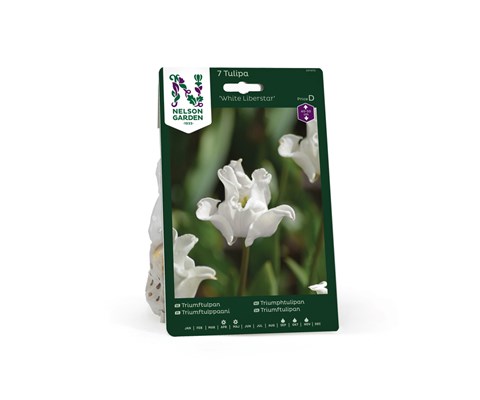 Høstløk tulipan White Liberstar