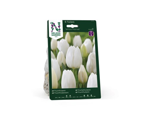 Høstløk tulipan White Marvel