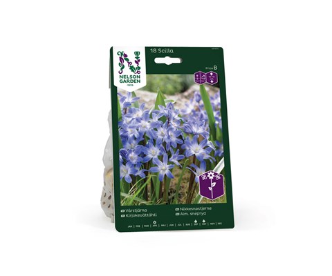 Høstløk nikkesnøstjerne