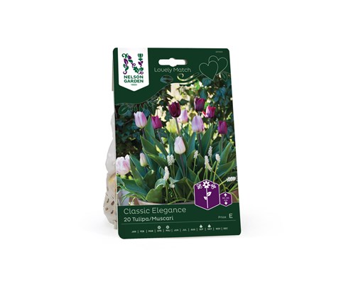 Høstløk tulipan og muscari Classic Elegance