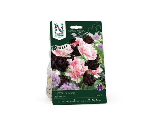 Høstløk tulipan Hero in Love