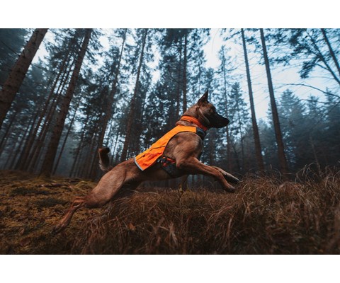 Halsbånd Safe orange