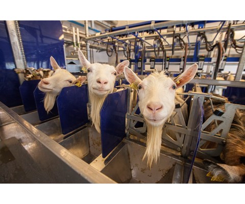 Parallellstall til geit