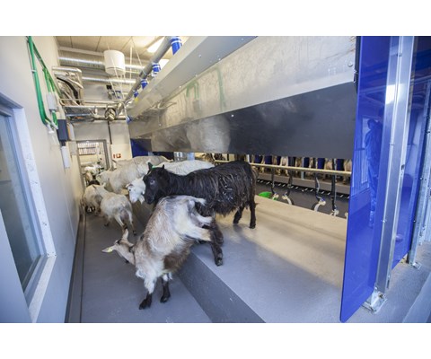 Parallellstall til geit