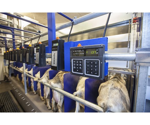 Parallellstall til geit