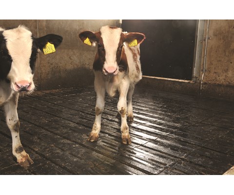 Gummimatte på spalt for kalv