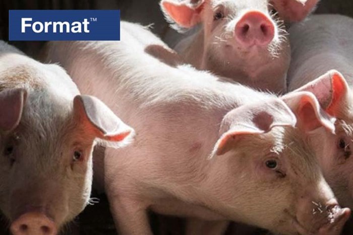 Format - skreddersydd til den norske grisen