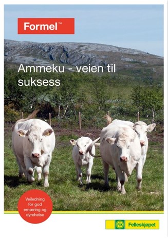 Ammeku - veien til suksess