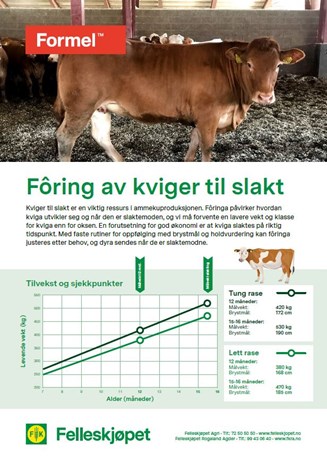 Fôring av kviger til slakt