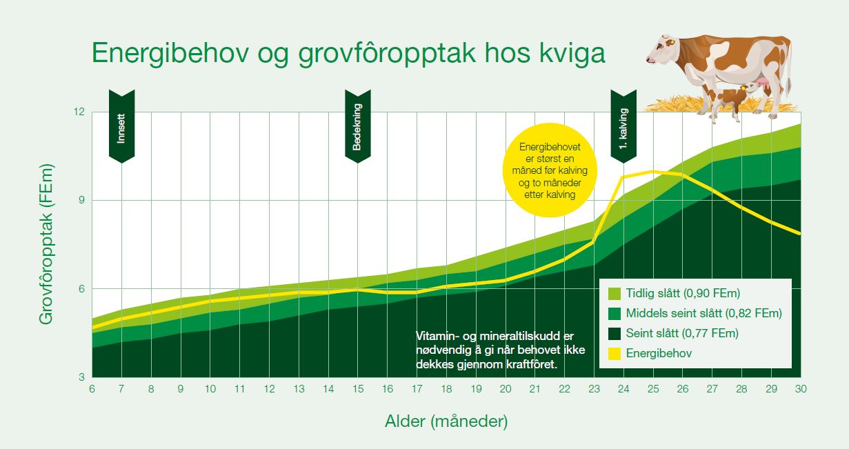 Energibehov og grovforopptak hos kviga.JPG