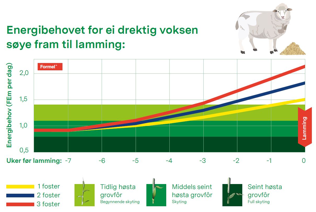 Energibehovet for drektig voksen søye frem til lamming.JPG