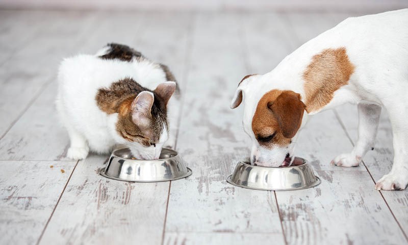 Appetitt - kvalitetsfôr  til hund og katt - av norske råvarer
