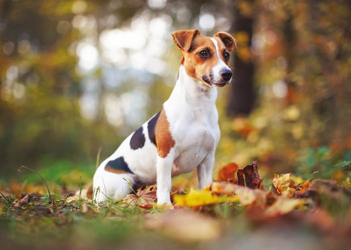 For deg som er oppdretter