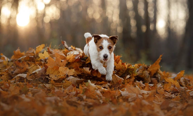 hund
