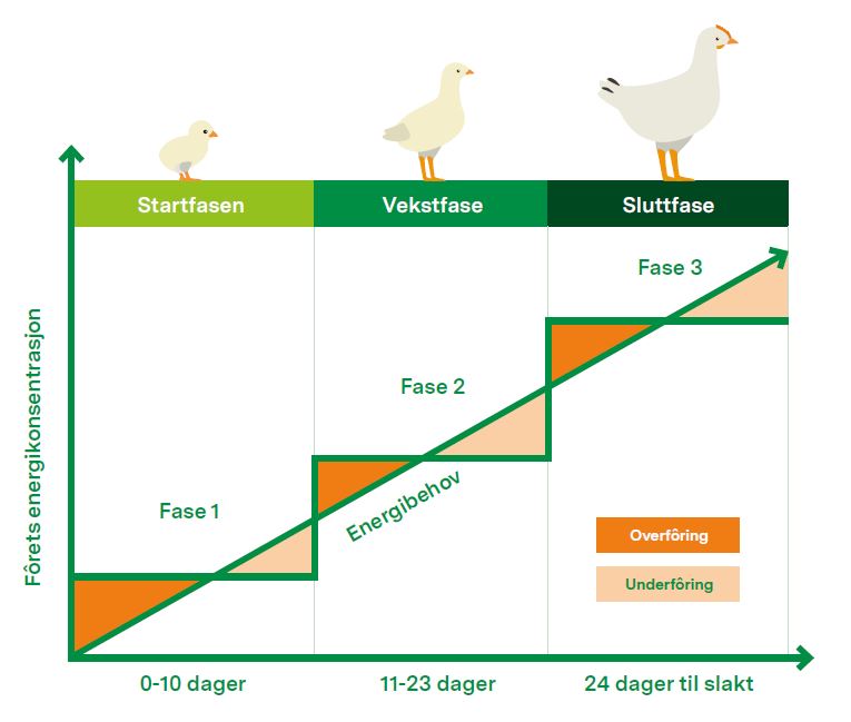 Kromat fôrprogram 3 faser.JPG